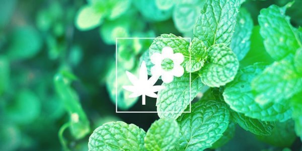 POTENTIAL-BENEFITS-OF-CBD.jpg