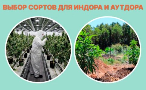 Выбор сортов конопли для индора и аутдора