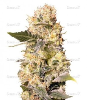 TNT_Kush_CBD.jpg