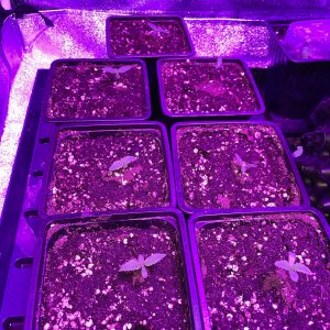 IMG_0130.jpg IMG_0130.jpg