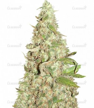 sort_Afghan_Cow_dr_krippling_seeds__ooMmjsLgBaWy5rCH.jpg