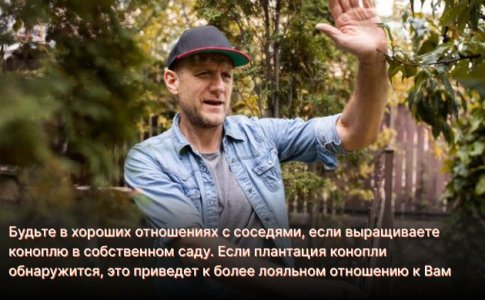 Выращивание конопли в аутдоре Выращивание конопли в аутдоре