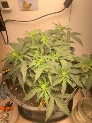 IMG_0984.jpeg