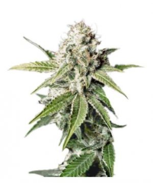 white widow.jpg white widow.jpg