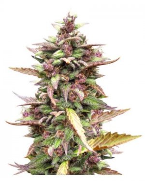 Blackberry Auto.jpg