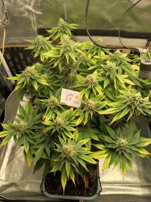 87.jpg 87.jpg