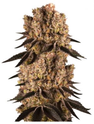 purplepunch.jpg