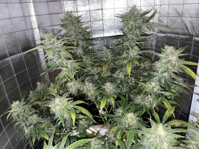 5FAE8ECA-8975-44F8-A7DE-D2FDA39DAB32.jpeg 5FAE8ECA-8975-44F8-A7DE-D2FDA39DAB32.jpeg