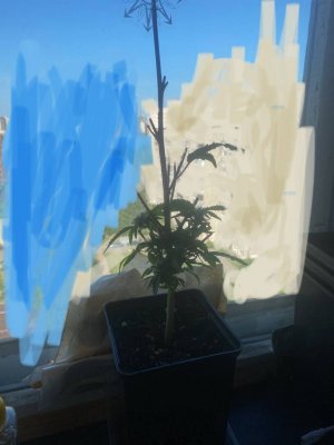 IMG_3862.jpeg