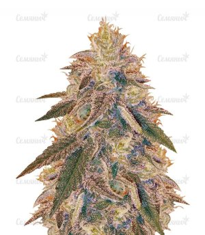 sort_Jack_Herer_vision_seeds__KelIivJca7wMQR2h.jpg sort_Jack_Herer_vision_seeds__KelIivJca7wMQR2h.jpg