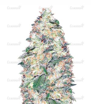 sort_White_Widow_vision_seeds__ThnPAIhirNngONv1.jpg sort_White_Widow_vision_seeds__ThnPAIhirNngONv1.jpg