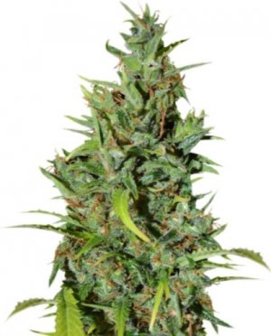nevilles haze.jpg