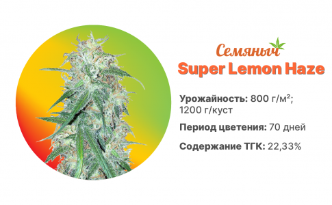 Super Lemon Haze