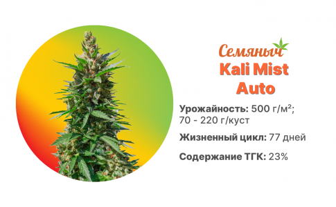 Kali Mist Auto