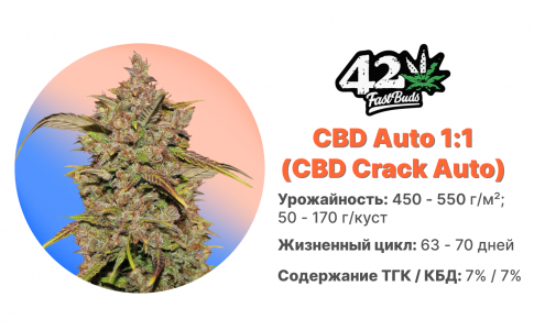 CBD Crack Auto CBD Crack Auto