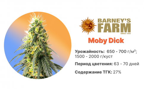 Moby Dick