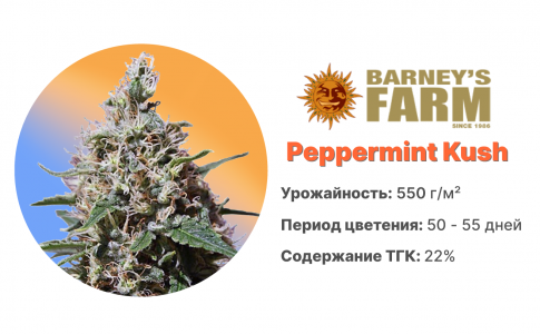 Peppermint Kush Peppermint Kush