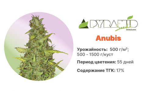 Anubis 