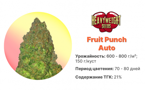 Fruit Punch Auto