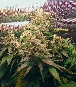 Pineapple_Express_FastBuds_kust_kannabisa__qB1zevzuHGAOm7m9.jpg
