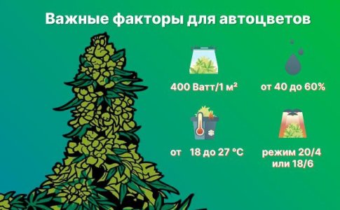 особенности выращивания автоцветов особенности выращивания автоцветов