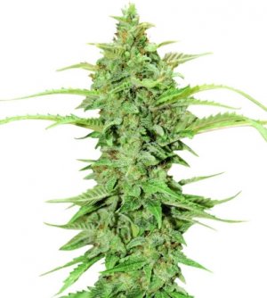 cbd green crack.jpg cbd green crack.jpg