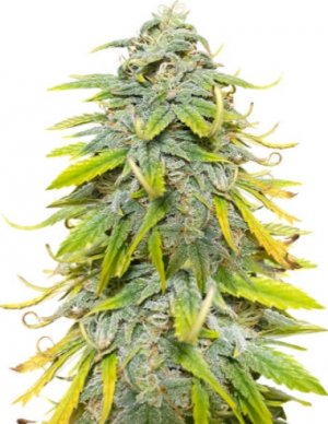 northern lights auto.jpg