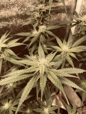 IMG_3268.jpeg
