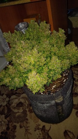 IMG_20240430_041824.jpg