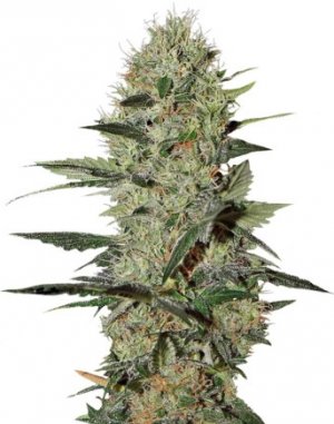 exodus cheese auto.jpg