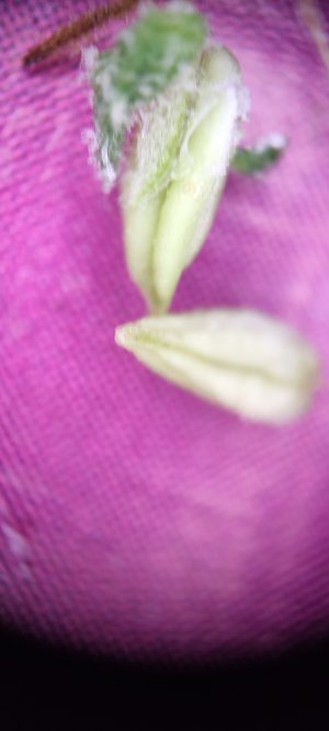 IMG_20240930_193134.jpg