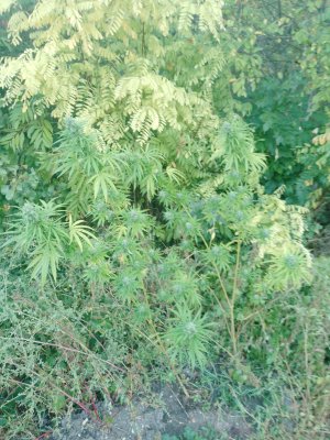 IMG_20241006_072009_278.jpg