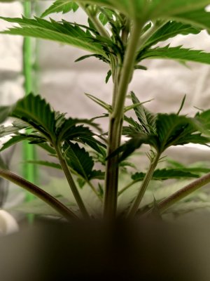 IMG_20241101_184215_263.jpg IMG_20241101_184215_263.jpg